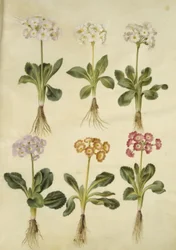 Primula ×pubescens (Garden Auricula)