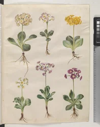 Primula ×pubescens Wulfen (Garden Auricula)