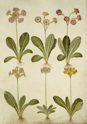 Primula veris (hybrid of cowslip); Primula farinosa (mealy primrose)