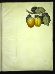 Prunus domestica (Plum)