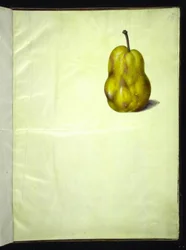 Pyrus communis (Common Pear)
