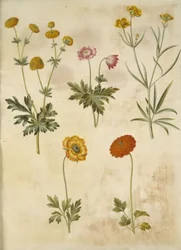Ranunculus acris (Buttercup); Anemone nemorosa (Wood Anemone); Ranunculus illyricus (Illyrian Buttercup); Ranunculus asiaticus (Persian Buttercup)