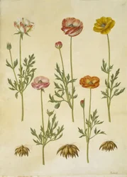 Ranunculus asiaticus (Garden Ranunculus)