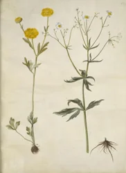 Ranunculus monspeliacus (Silk Buttercup); Ranunculus aconitifolius (Aconite-leaved Buttercup)