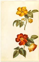 Rosa foetida (yellow rose); Rosa foetida (Turkish rose)