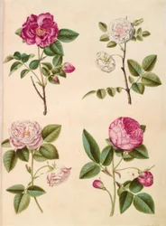 Rosa gallica (Apothecary