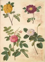 Rosa hemisphaerica (sulphur rose); Rosa gallica (velvet rose); Rosa ×damascena (damask rose)