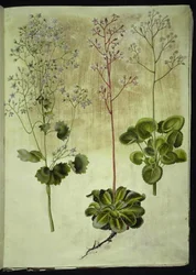 Saxifraga rotundifolia (round-leaved saxifrage); Saxifraga umbrosa (London pride); Saxifraga geum (porcelain flower)