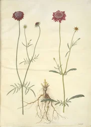 Scabiosa atropurpurea