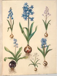 Two-leaf Squill; Common Hyacinth; Sky-blue Squill