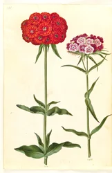 Silene chalcedonica (Maltese Cross); Dianthus barbatus (Sweet William)
