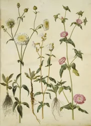 Silene latifolia (Evening Campion); Silene dioica (Day Campion)