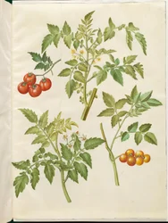 Solanum lycopersicum (common tomato)