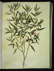 Solanum Pseudocapsicum (Jerusalem Cherry)