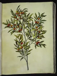 Solanum pseudocapsicum (Jerusalem Cherry)