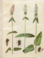 Stachys officinalis