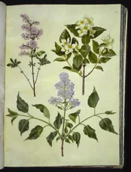 Syringa ×persica (Persian Lilac); Philadelphus coronarius (Mock Orange); Syringa vulgaris (Common Lilac)