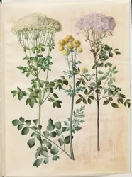 Thalictrum Aquilegiifolium (Columbine Meadow Rue); Thalictrum Flavum (Yellow Meadow Rue)