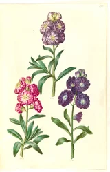 Title Page. Flower Wreath