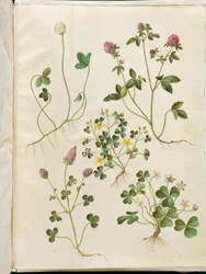 Trifolium repens (white clover); Trifolium pratense (red clover); Oxalis corniculata (creeping wood-sorrel); Trifolium incarnatum (crimson clover); Oxalis acetosella (wood-sorrel)