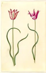 Tulipa clusiana (Clusius Tulip)