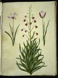 Tulipa clusiana (Clusius