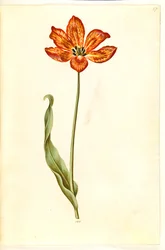 Tulipa gesneriana (Garden Tulip)