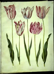 Tulip gesneriana (garden tulip)