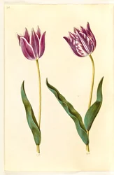 Tulipa gesneriana (Garden Tulip)