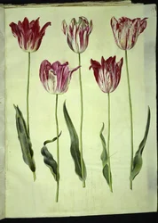 Tulipa gesneriana (garden tulip)