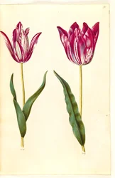 Tulipa gesneriana (Garden Tulip)