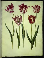 Tulipa gesneriana (Garden Tulip)