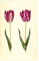 Tulipa gesneriana