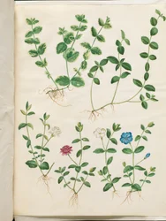 Vinca minor