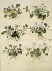Viola odorata (March Violet)