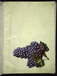 Vitis Vinifera (Common Grape Vine)