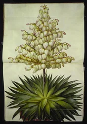 Yucca gloriosa (Glorious Palm Lily)