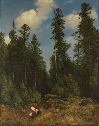 Black Forest Firs