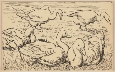 Drawing for the primer: Goose