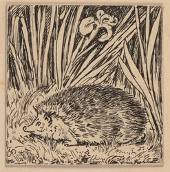 Drawing for the primer: Hedgehog