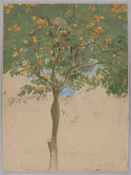 Orange Tree