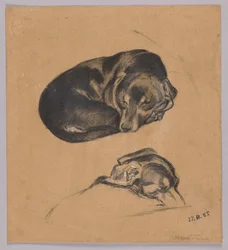 Two Studies of a Sleeping Dachshund