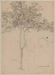 Study of an Orange Tree from the Sorrento Area. Outline of a Female Figure