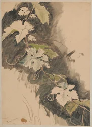 Study of a Grapevine