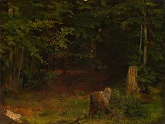 Forest Interior