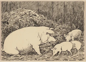 Drawing for the Primer: Pig