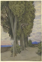 Cypresses in the Villa d