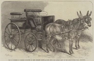 Pair of Donkeys in Harness exhibited by Miss Burdett Coutts at the Mule and Donkey Show in the Agricultural Hall, Islington
