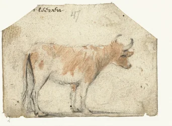 Cow, from the Side