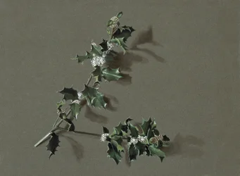 Ilex Aquifolium L. Common Holly, c. 1870-1920